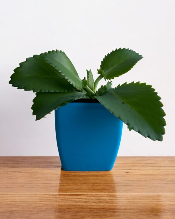 mother of millions in a blue pot