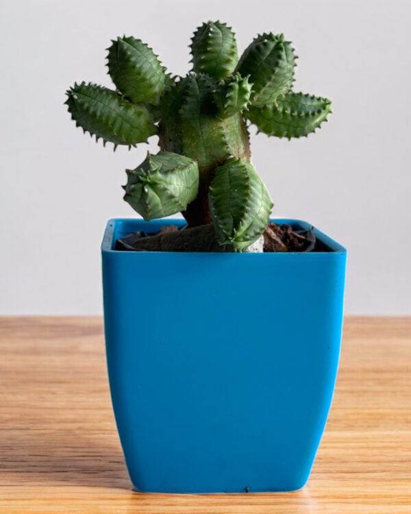euphorbia obesa clumps in a blue pot