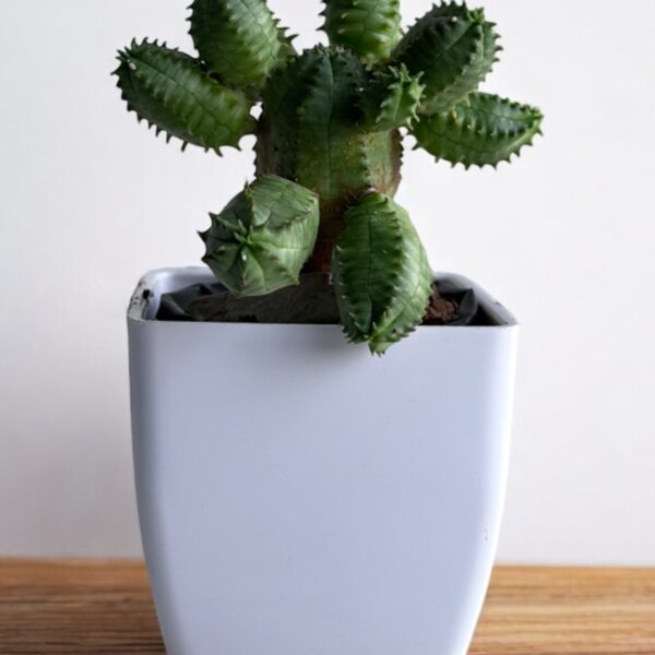 euphorbia obesa clumps in a white pot