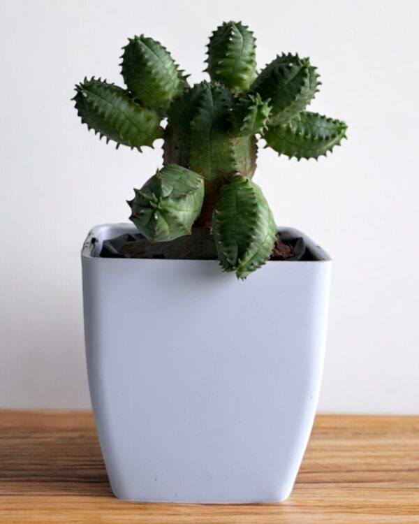 euphorbia obesa clumps in a white pot