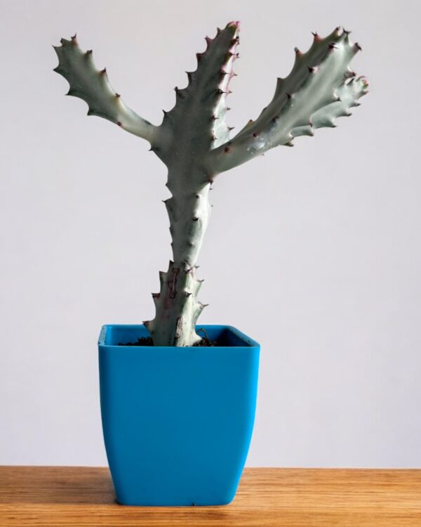 white ghost in a blue pot