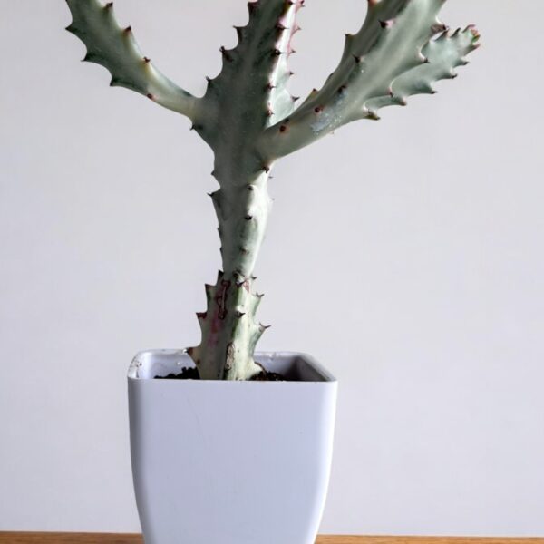 white ghost in a white pot