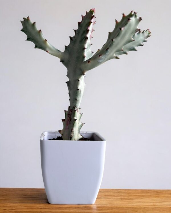 white ghost in a white pot