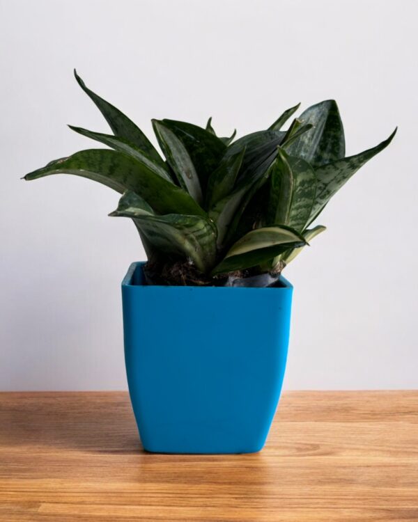 streak gold sansevieria in a blue pot