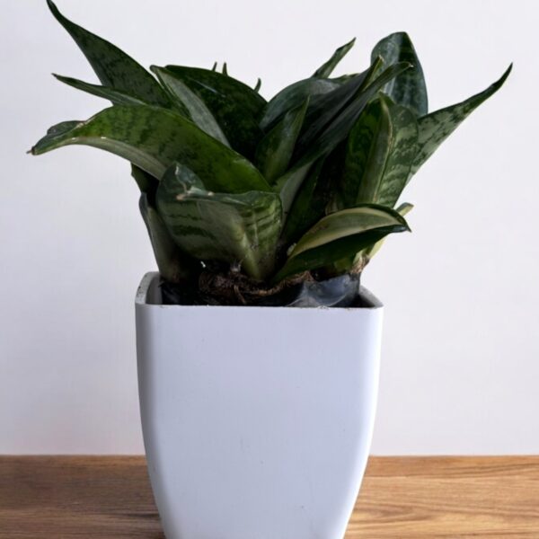 streak gold sansevieria in a white pot