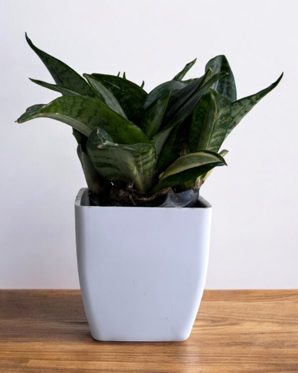 streak gold sansevieria in a white pot