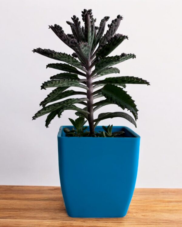mother of millions in a blue pot
