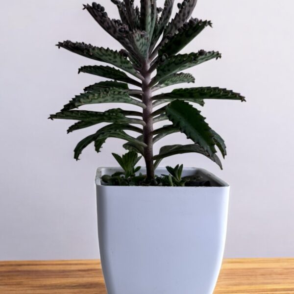 mother of millions in a white pot
