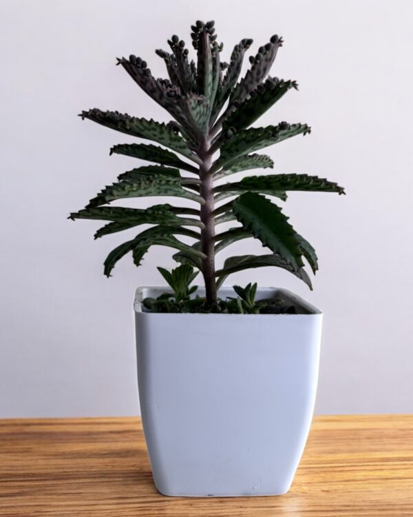 mother of millions in a white pot