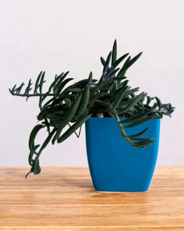 string of bananas of blue pot