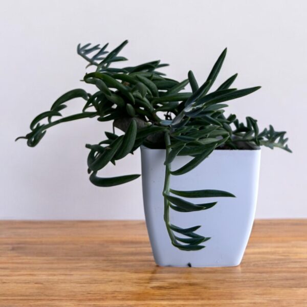 string of bananas of white pot