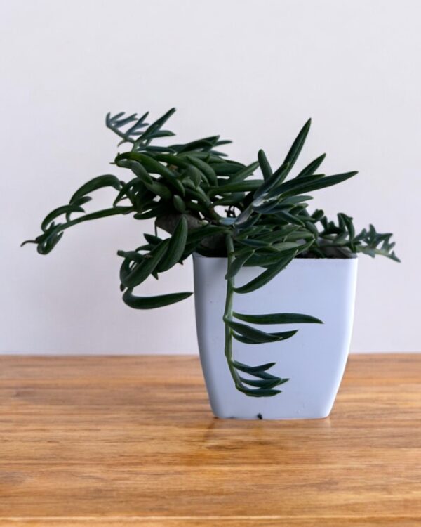 string of bananas of white pot