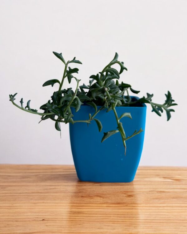 string of dolphins in a blue pot