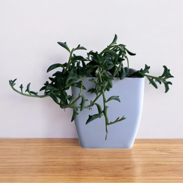 string of dolphins in a white pot