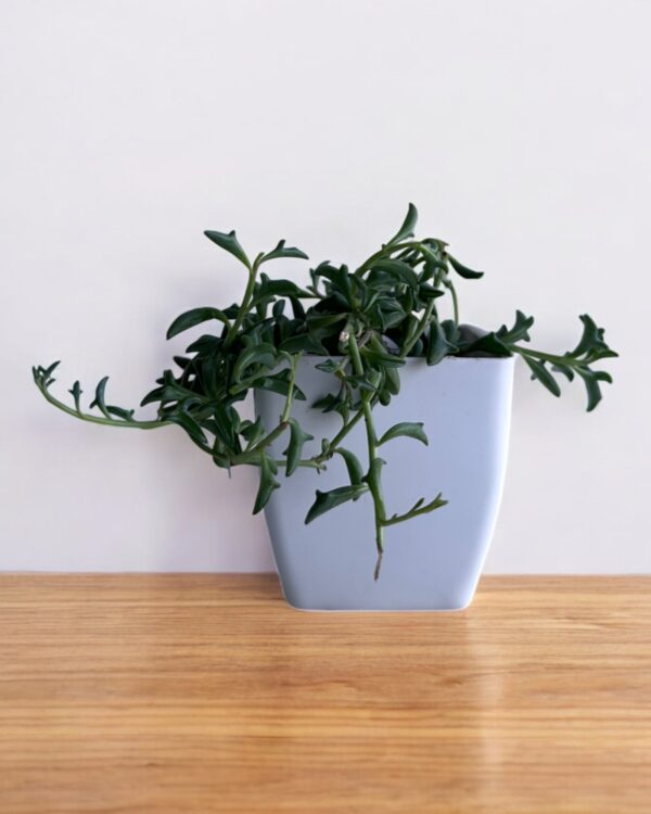 string of dolphins in a white pot