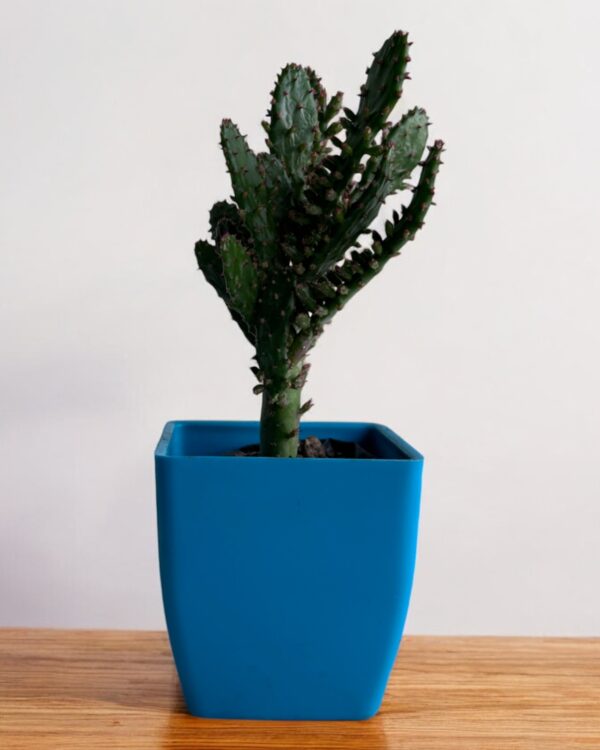 euphorbia opuntia in a blue pot