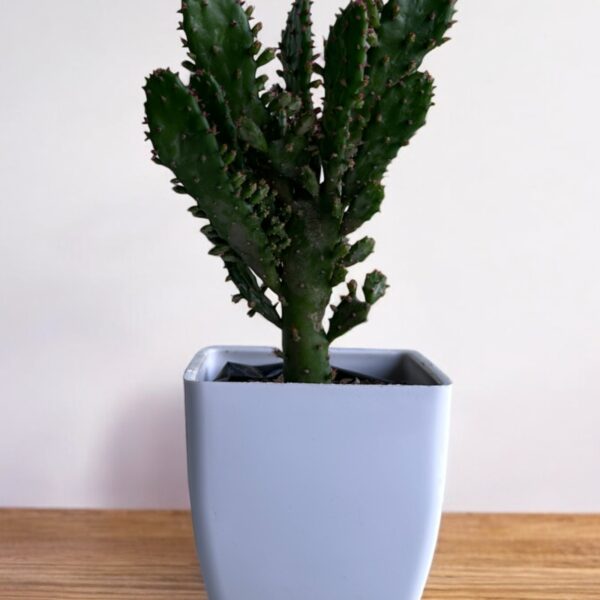 euphorbia opuntia in a white pot