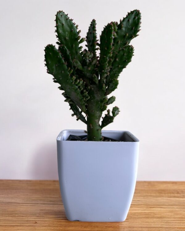 euphorbia opuntia in a white pot