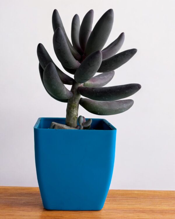 pink hammer stone in a blue pot