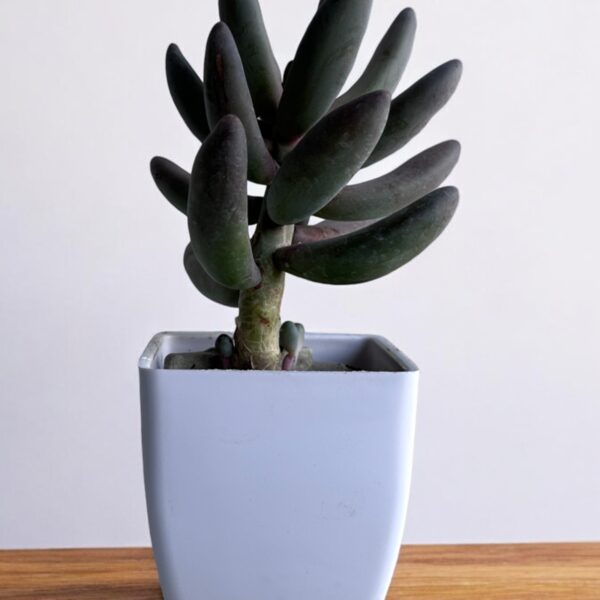 pink hammer stone in a white pot