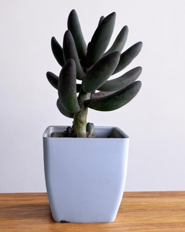 pink hammer stone in a white pot