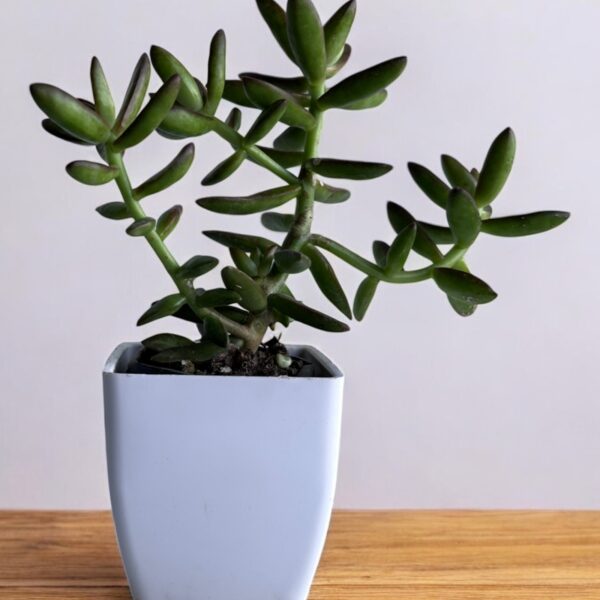 sedum adolphi in a white pot