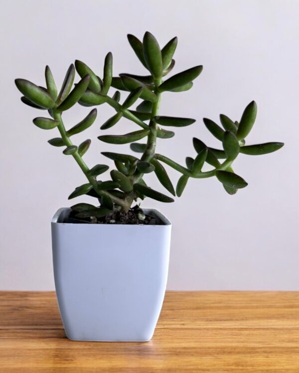 sedum adolphi in a white pot