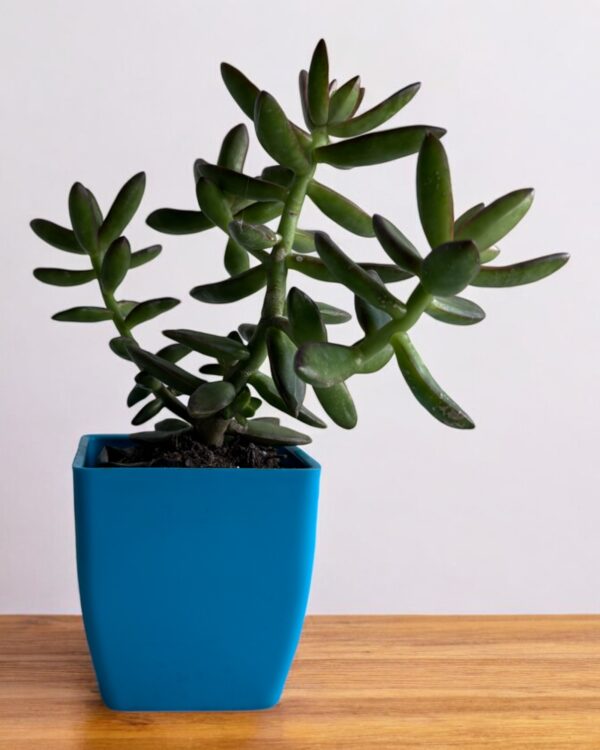 sedum adolphi in a blue pot