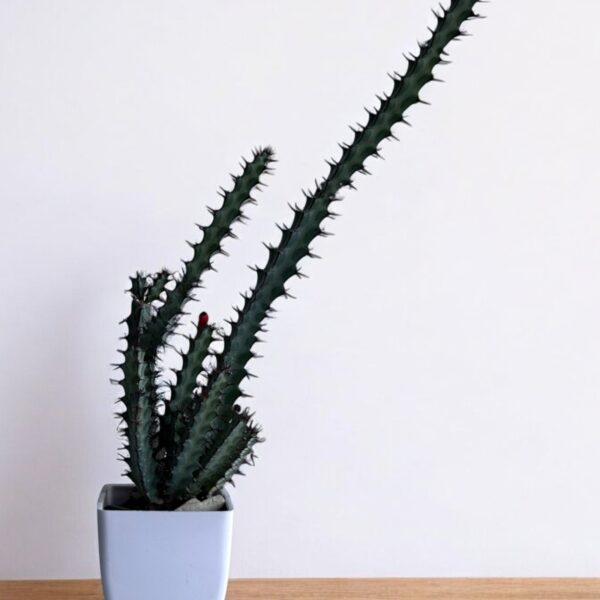 variegated euphorbia in a white pot