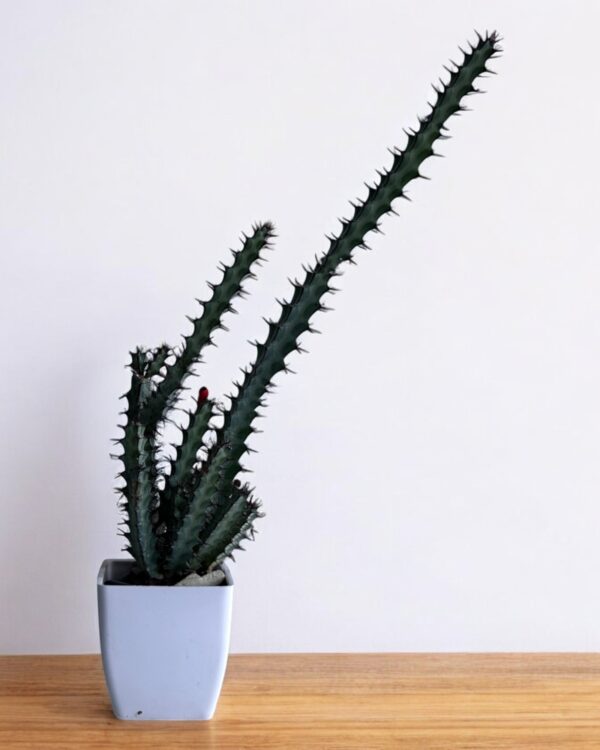 variegated euphorbia in a white pot