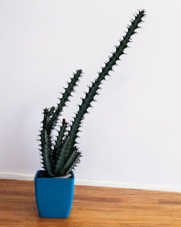variegated euphorbia in a blue pot
