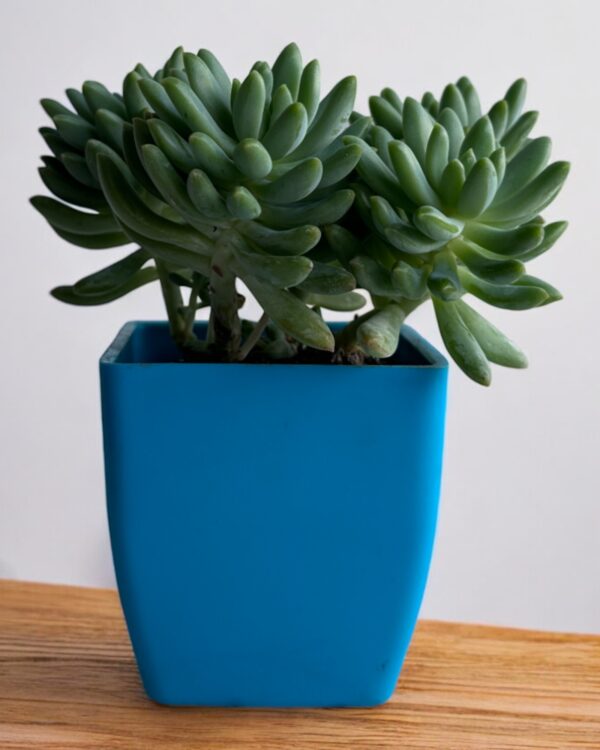 pachyphytum brevifolium in a blue pot