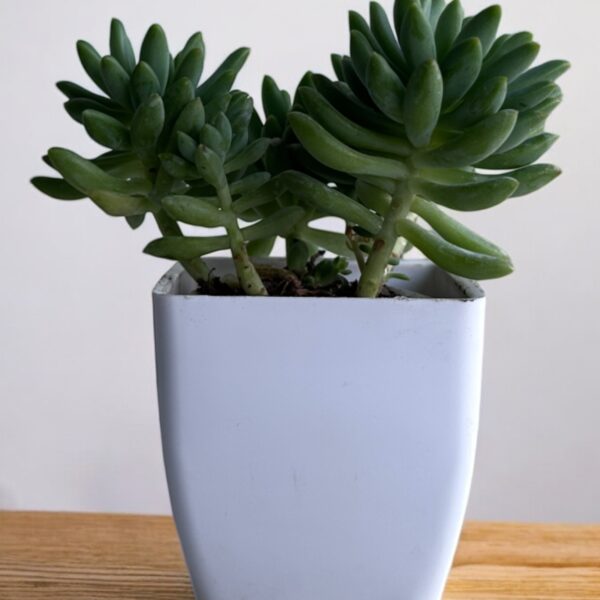 pachyphytum brevifolium in a white pot