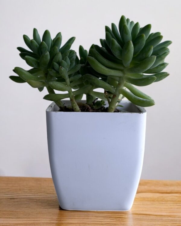 pachyphytum brevifolium in a white pot