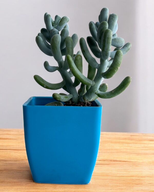 finger sedum in a blue pot