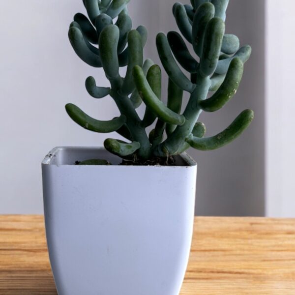 finger sedum in a white pot