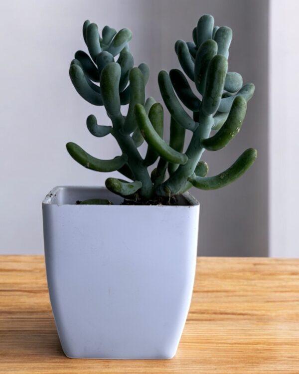 finger sedum in a white pot