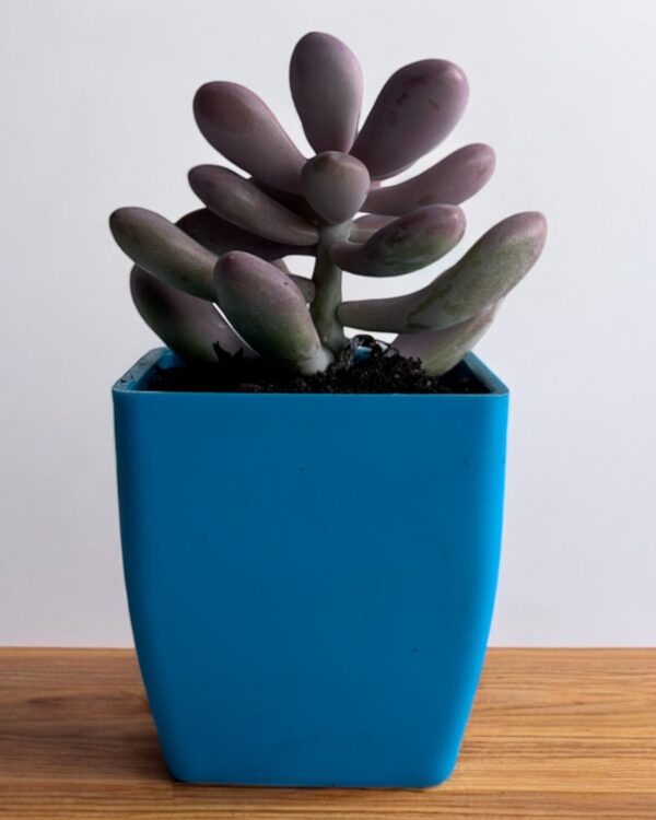 pink moonstone in a blue pot