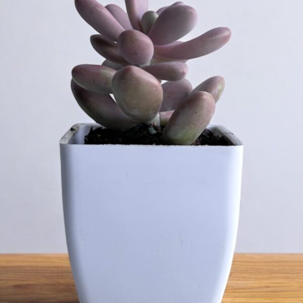 pink moonstone in a white pot