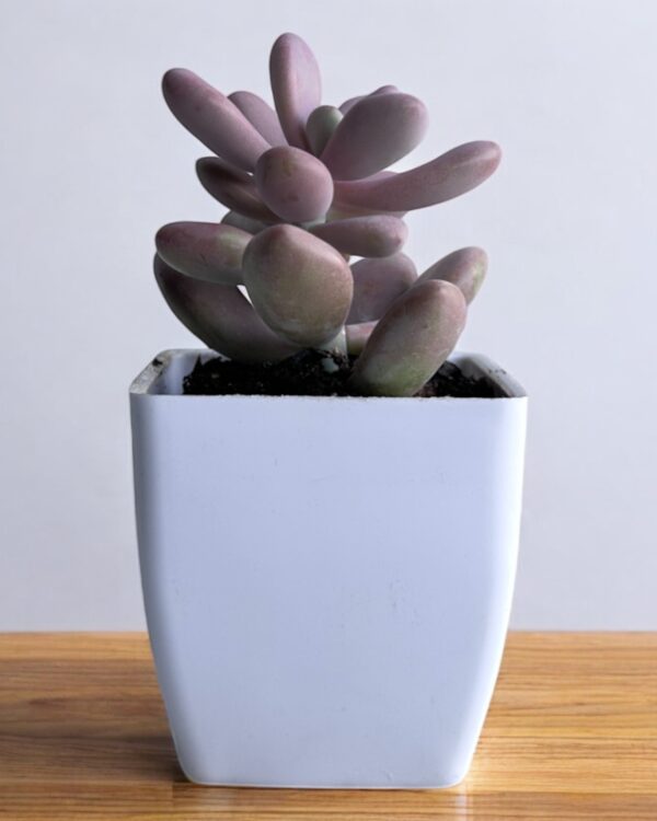 pink moonstone in a white pot