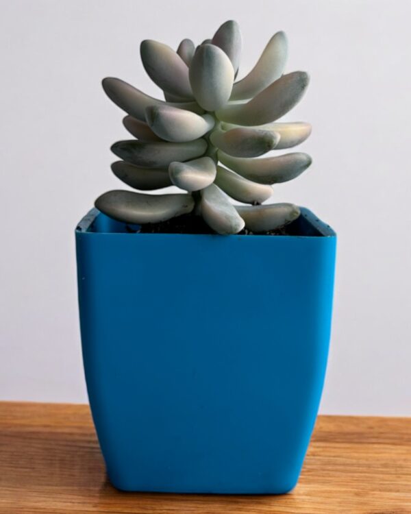 tituban variegated in a blue pot