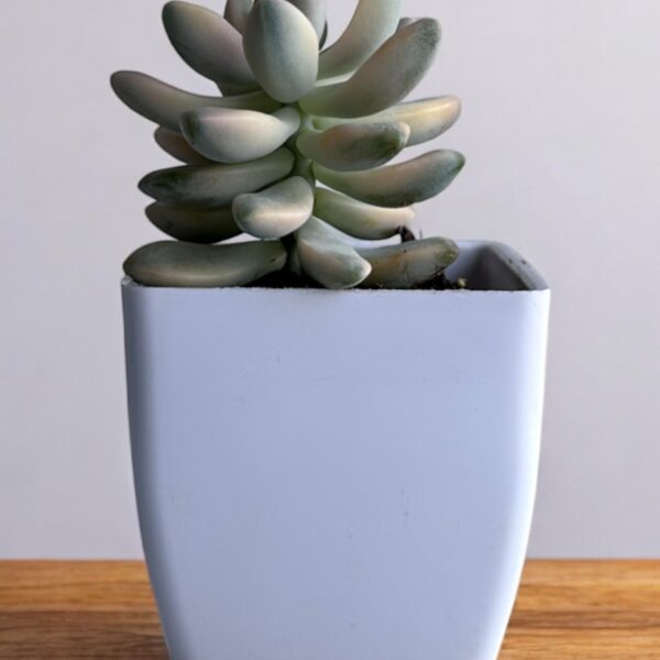tituban variegated in a white pot