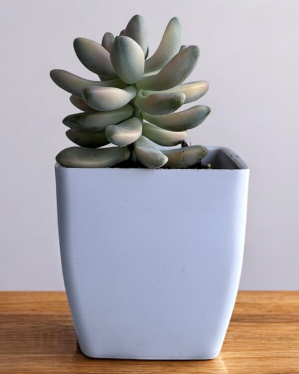 tituban variegated in a white pot