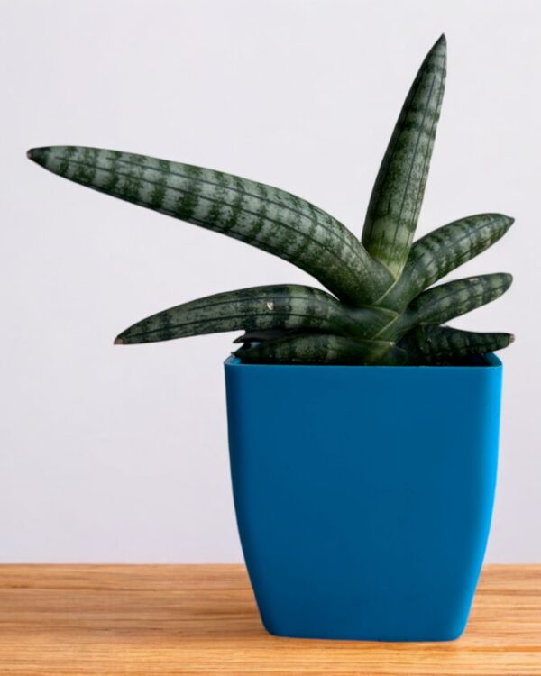 boncel sansevieria in a blue pot