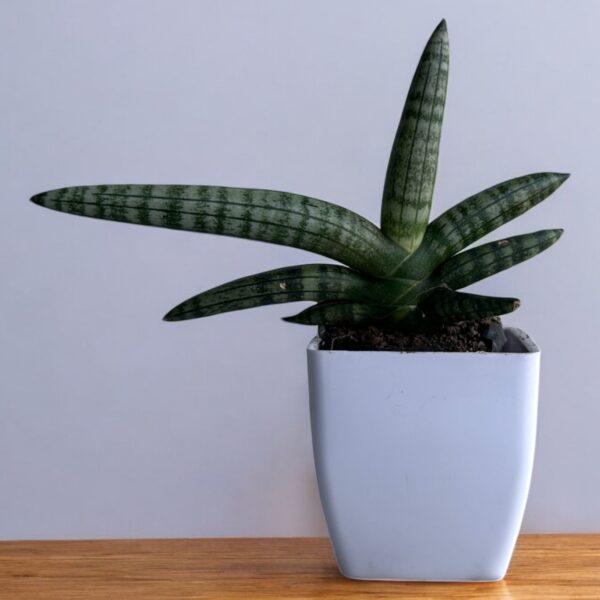 boncel sansevieria in a white pot