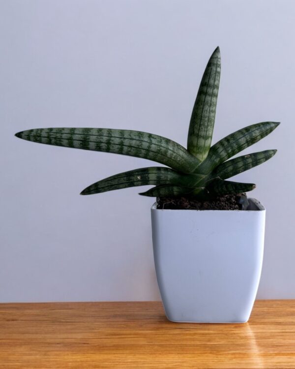 boncel sansevieria in a white pot