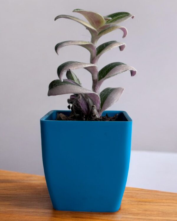 wandering jaw variegated in a blue pot