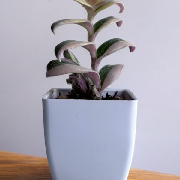 wandering jaw variegated in a white pot