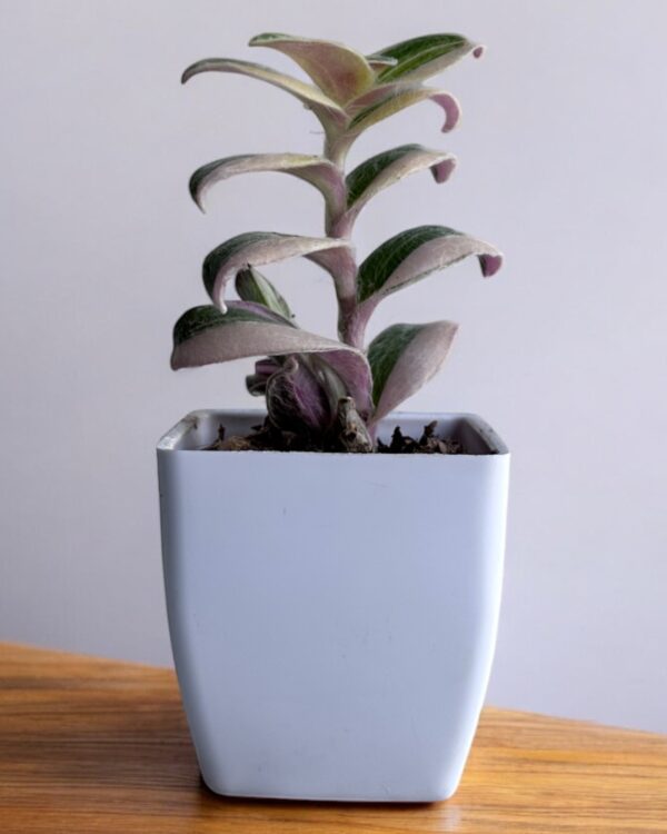 wandering jaw variegated in a white pot