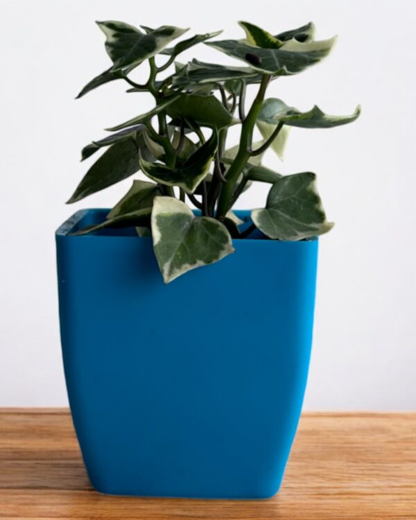 english helix ivy in a blue pot
